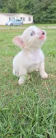 Alisa, a female French Bulldog for sale in Inman, SC – 5 of 10