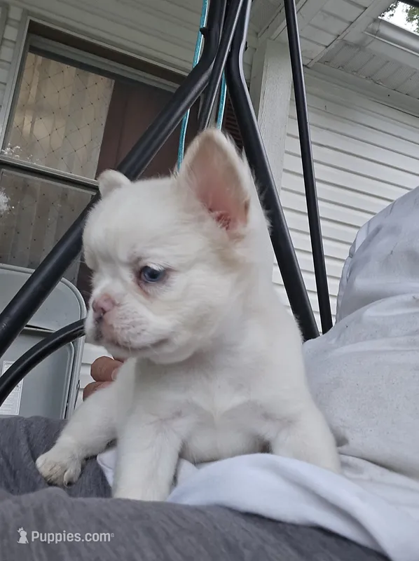 Snow – French Bulldog puppy for sale in Inman, SC