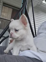 Snow, a male French Bulldog for sale in Inman, SC – 1 of 10