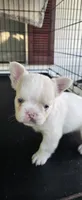 Boris, a male French Bulldog for sale in Inman, SC – 2 of 8
