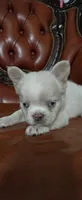 Snow, a male French Bulldog for sale in Inman, SC – 9 of 10