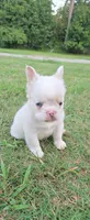 Alisa, a female French Bulldog for sale in Inman, SC – 6 of 10