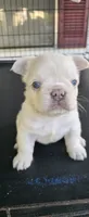Boris, a male French Bulldog for sale in Inman, SC – 3 of 8