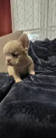 Alisa, a female French Bulldog for sale in Inman, SC – 9 of 10