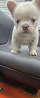 Boris, a male French Bulldog for sale in Inman, SC – 7 of 8