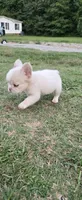 Alisa, a female French Bulldog for sale in Inman, SC – 10 of 10
