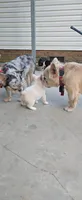 Alisa, a female French Bulldog for sale in Inman, SC – 7 of 10