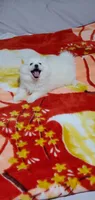 Snow , a male American Eskimo for sale in Inman, SC – 1 of 4