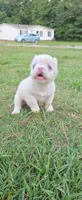 Alisa, a female French Bulldog for sale in Inman, SC – 4 of 10