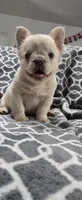 Fluffy , a male French Bulldog for sale in Inman, SC – 10 of 10