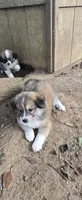 Cutest , a male American Eskimo for sale in Inman, SC – 10 of 10