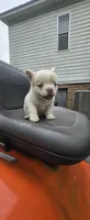 Boris, a male French Bulldog for sale in Inman, SC – 6 of 8