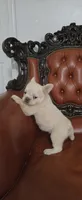 Fluffy , a male French Bulldog for sale in Inman, SC – 3 of 10