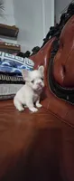 Snow, a male French Bulldog for sale in Inman, SC – 3 of 10
