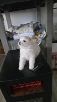 Snow , a male American Eskimo for sale in Inman, SC – 3 of 4