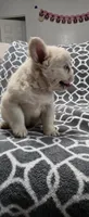 Snow, a male French Bulldog for sale in Inman, SC – 7 of 10