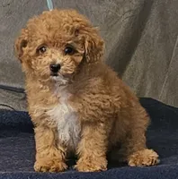 Zippy , a male Poodle - Toy  for sale in Willis, TX – 2 of 2