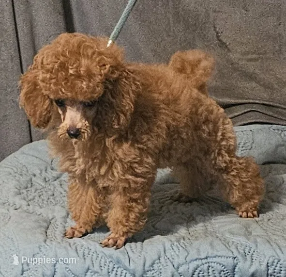 Lil Red – Poodle - Toy  puppy for sale in Willis, TX