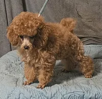 Lil Red, a male Poodle - Toy  for sale in Willis, TX – 1 of 4