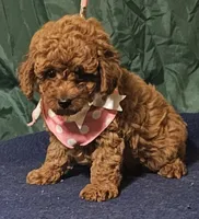 Red Rosie, a female Poodle - Toy  for sale in Willis, TX – 2 of 3
