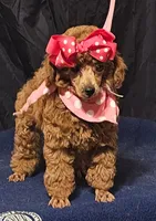 MISS RED, a female Poodle - Miniature  for sale in Willis, TX – 5 of 7