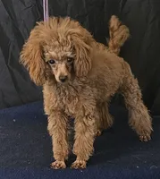 Red Ray Ray, a male Poodle - Toy  for sale in Willis, TX – 3 of 4