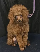 Red Ray Ray, a male Poodle - Toy  for sale in Willis, TX – 2 of 4