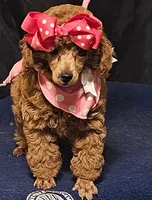 MISS RED, a female Poodle - Miniature  for sale in Willis, TX – 7 of 7