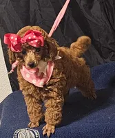 MISS RED, a female Poodle - Miniature  for sale in Willis, TX – 4 of 7