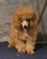 Red Flame, a male Poodle - Toy  for sale in Willis, TX – 2 of 3
