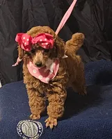 MISS RED, a female Poodle - Miniature  for sale in Willis, TX – 6 of 7