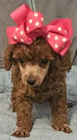 RED Reba, a female Poodle - Toy  for sale in Willis, TX – 3 of 3