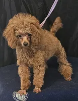 Red Ray Ray, a male Poodle - Toy  for sale in Willis, TX – 4 of 4