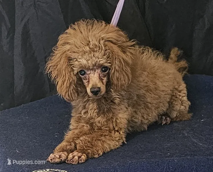 Red Ray Ray – Poodle - Toy  puppy for sale in Willis, TX