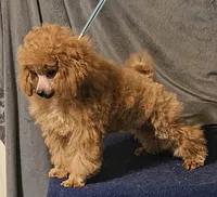 Red Flame, a male Poodle - Toy  for sale in Willis, TX – 3 of 3