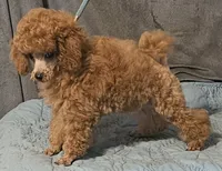 Lil Red, a male Poodle - Toy  for sale in Willis, TX – 2 of 4