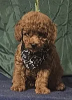 Red Bandit, a male Poodle - Toy  for sale in Willis, TX – 2 of 4