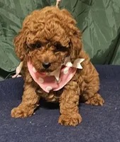 Red Rosie, a female Poodle - Toy  for sale in Willis, TX – 3 of 3