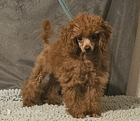 Red Tiny – Poodle - Toy  puppy for sale in Willis, TX
