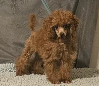 Red Tiny, a male Poodle - Toy  for sale in Willis, TX – 1 of 4