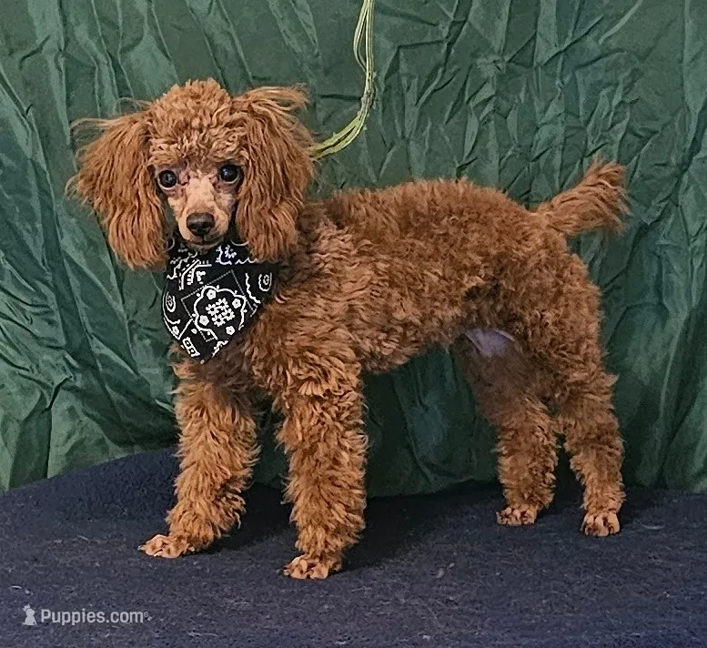 Red Ray Ray – Poodle - Toy  puppy for sale in Willis, TX