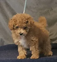 Red Rider, a male Poodle - Toy  for sale in Willis, TX – 2 of 3