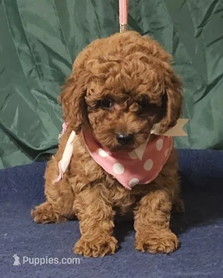 Red Rosie – Poodle - Toy  puppy for sale in Willis, TX