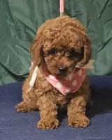 Red Rosie, a female Poodle - Toy  for sale in Willis, TX – 1 of 3