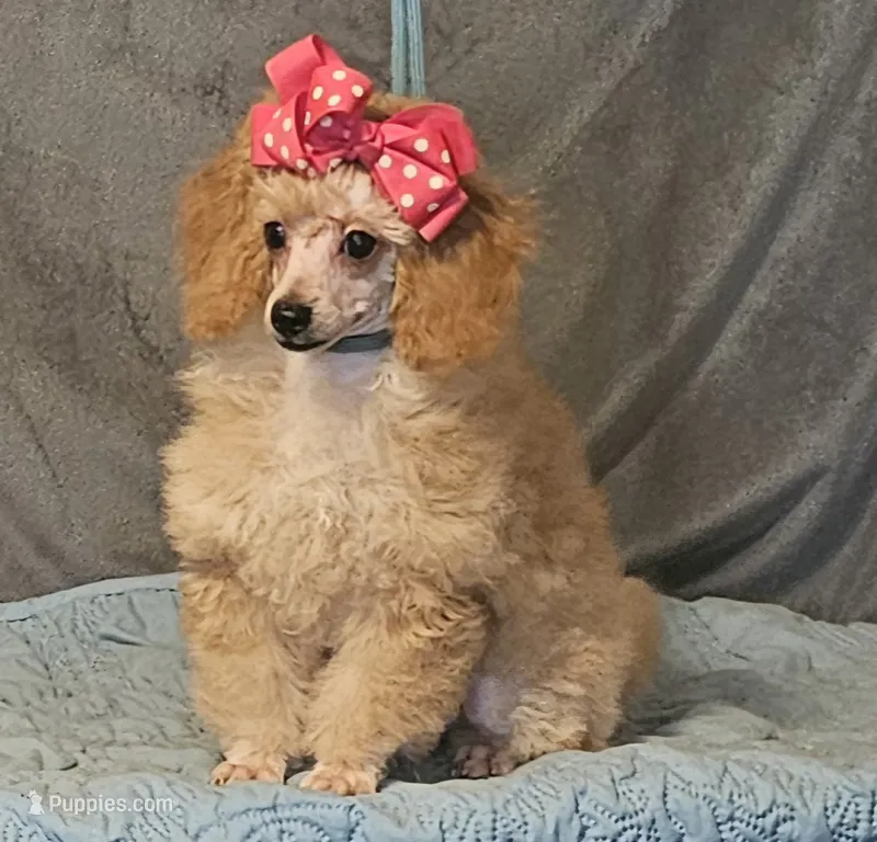 FiFi – Poodle - Toy  puppy for sale in Willis, TX