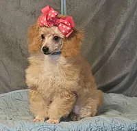 FiFi, a female Poodle - Toy  for sale in Willis, TX – 1 of 3