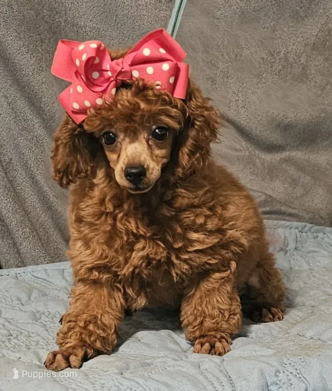 Red Ruby – Poodle - Toy  puppy for sale in Willis, TX