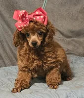 Red Ruby, a female Poodle - Toy  for sale in Willis, TX – 1 of 3