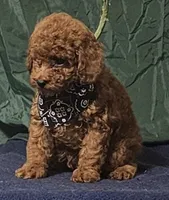 Red Bandit, a male Poodle - Toy  for sale in Willis, TX – 3 of 4