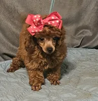 Red Ruby, a female Poodle - Toy  for sale in Willis, TX – 3 of 3